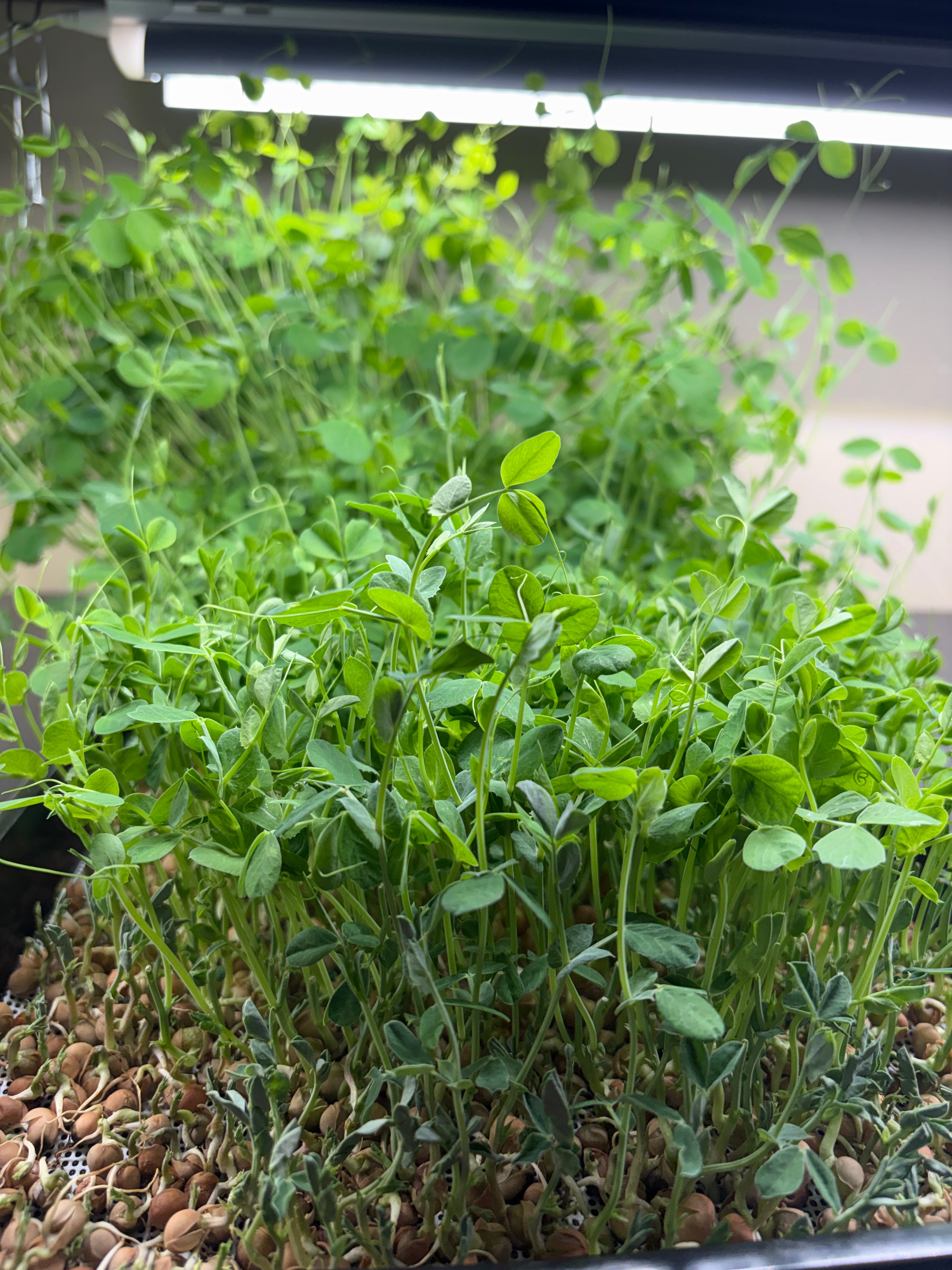 Sweet Pea Microgrrens