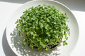 Broccoli Microgreens