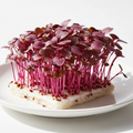 Radish Microgreens